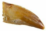 Bargain Raptor Tooth - Real Dinosaur Tooth #305493-1
